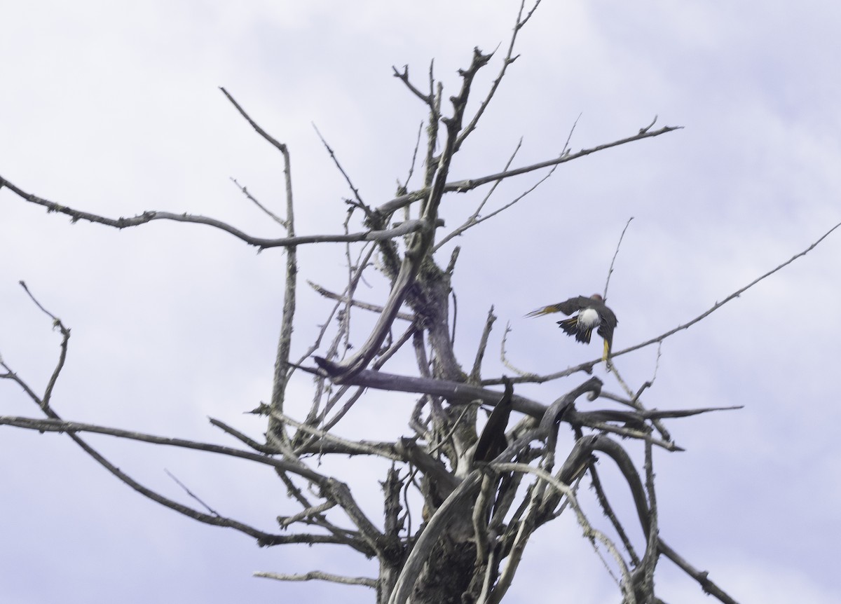 Northern Flicker (Yellow-shafted) - ML646323153