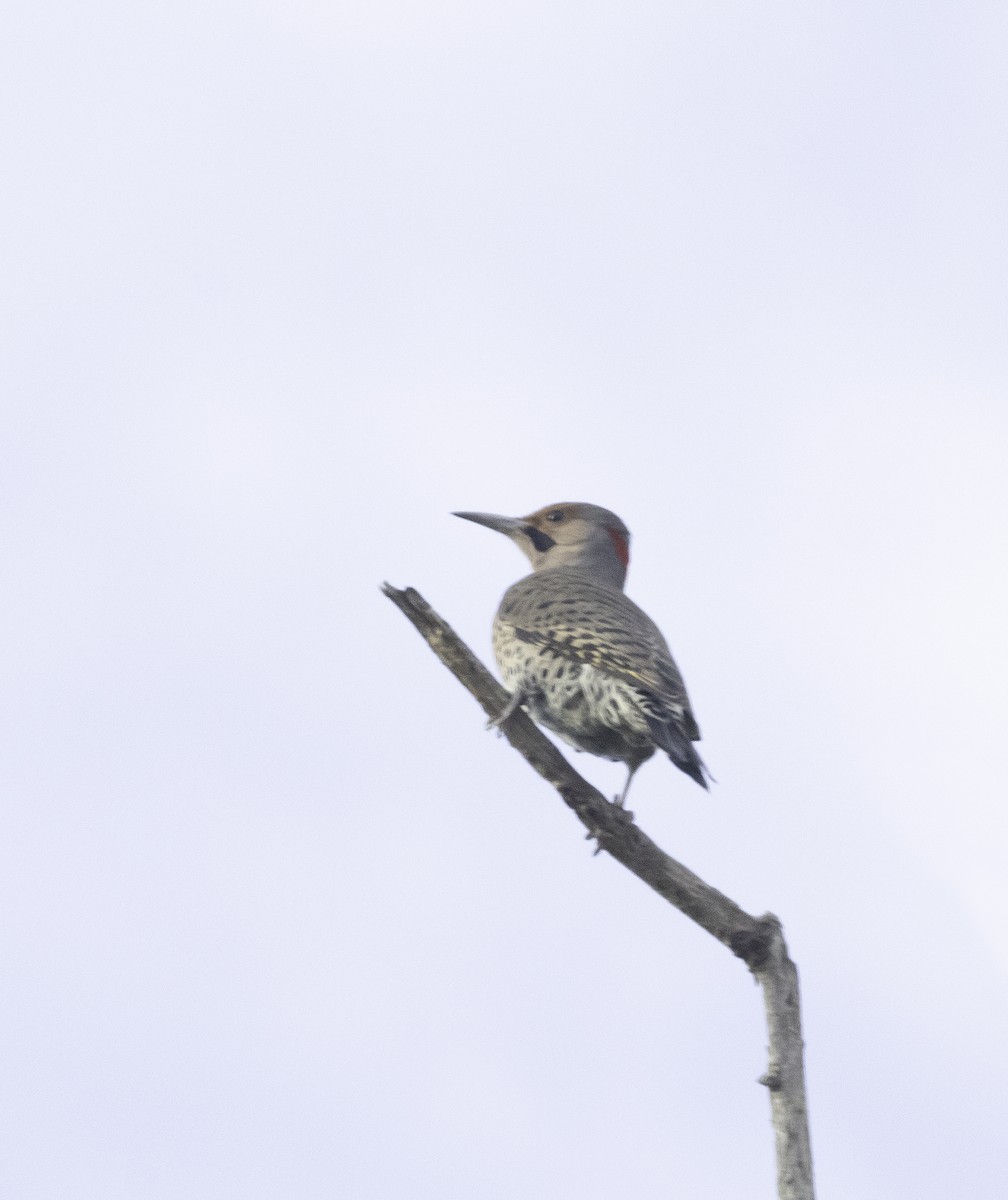 Northern Flicker (Yellow-shafted) - ML646323154