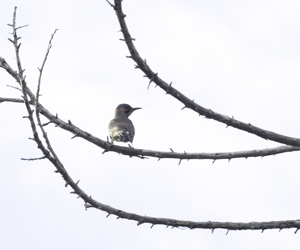 Northern Flicker (Yellow-shafted) - ML646323155
