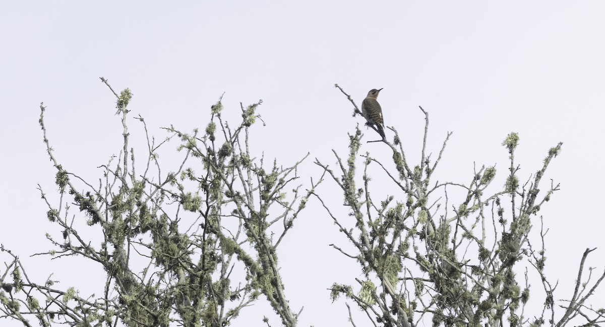 Northern Flicker (Yellow-shafted) - ML646323156