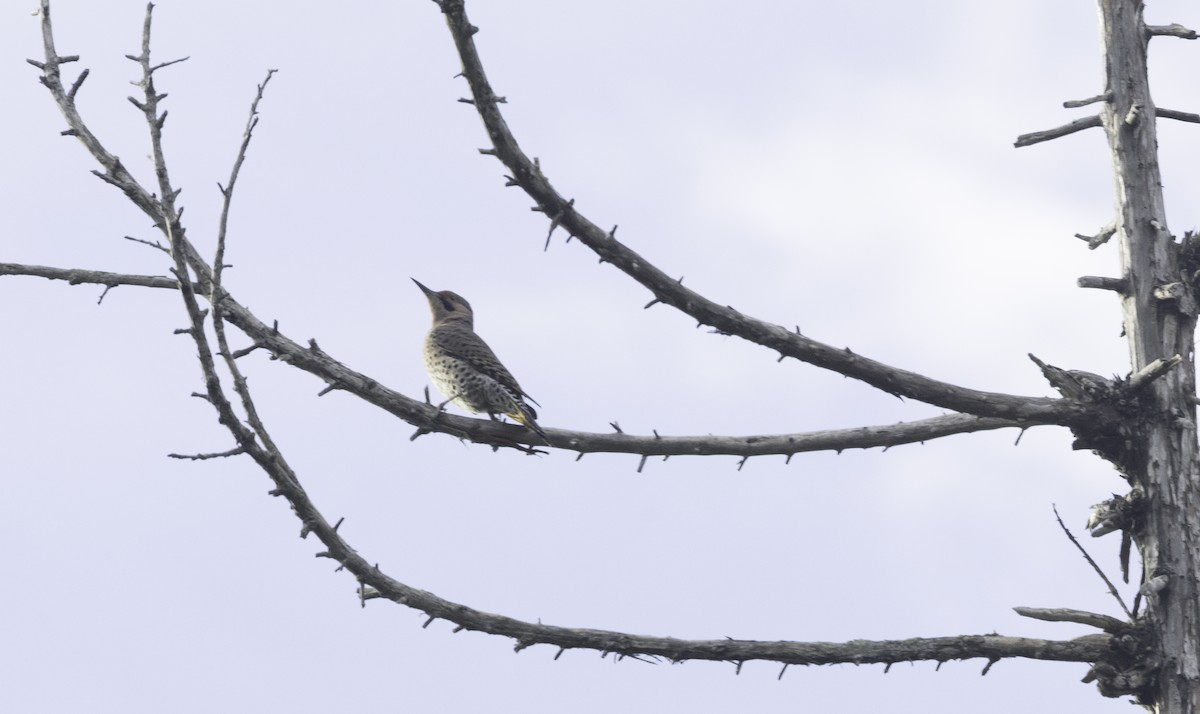 Northern Flicker (Yellow-shafted) - ML646323157
