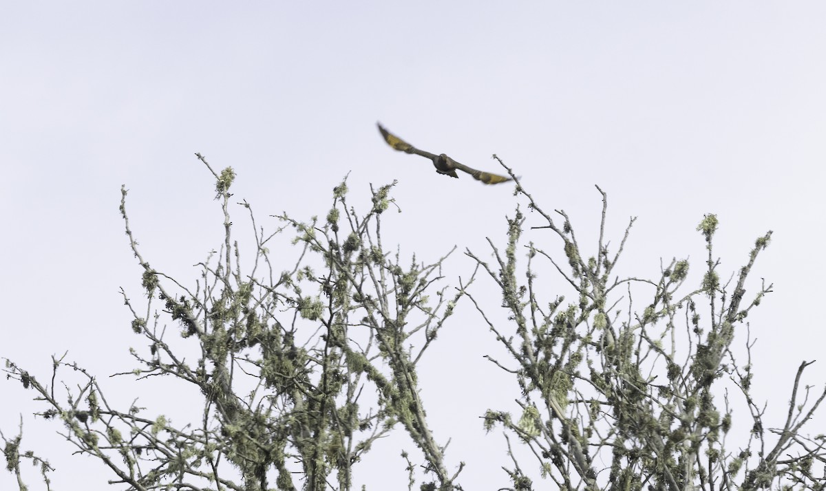 Northern Flicker (Yellow-shafted) - ML646323158