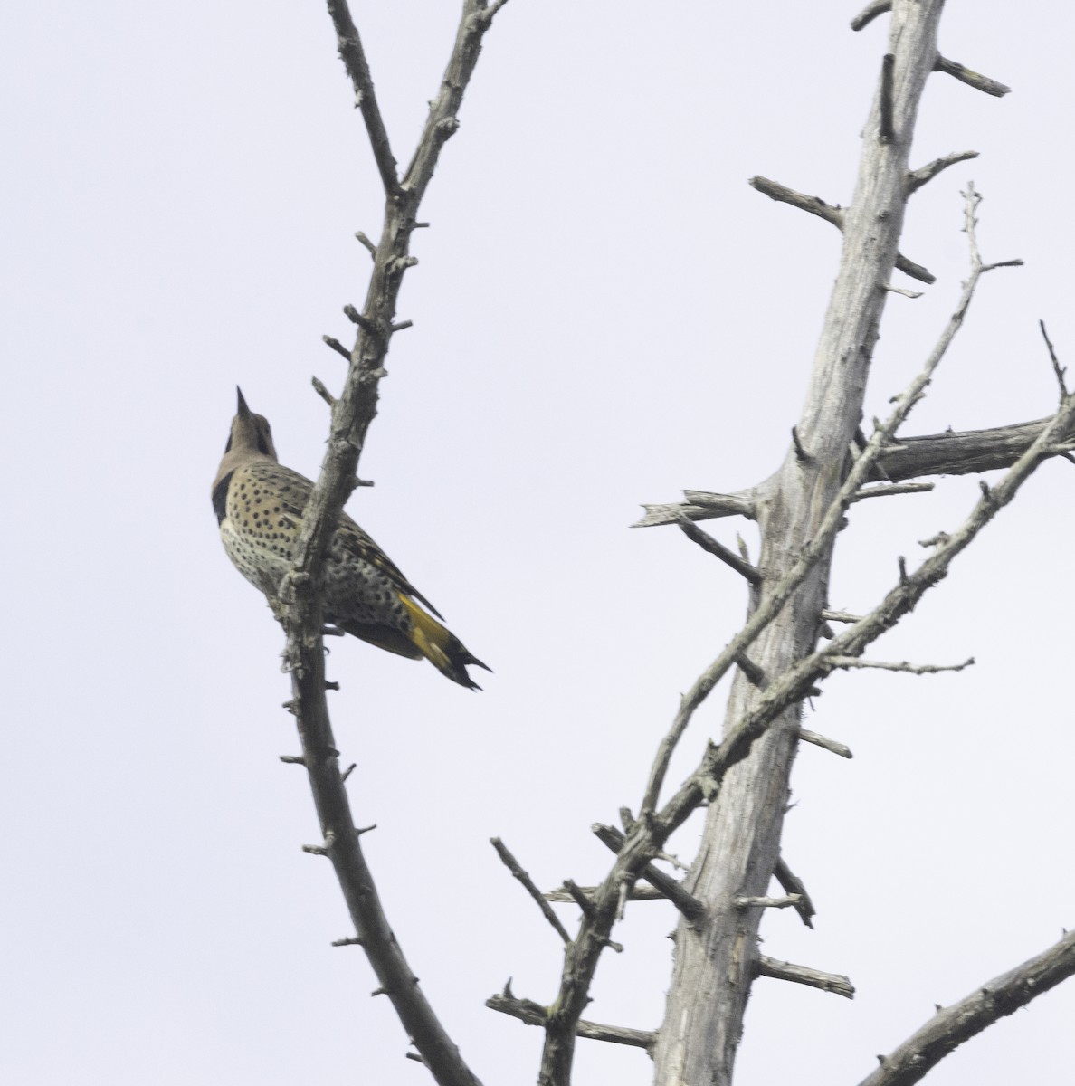 Northern Flicker (Yellow-shafted) - ML646323159