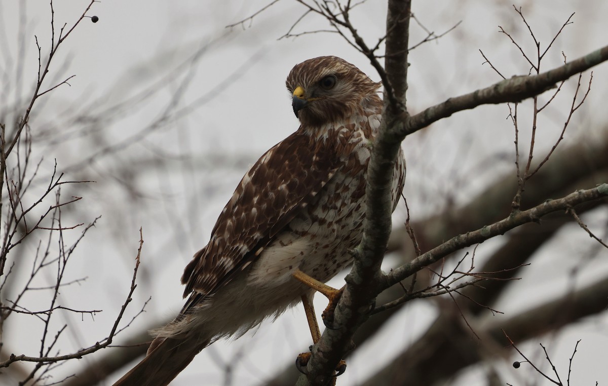 Красноплечий канюк - ML646323160