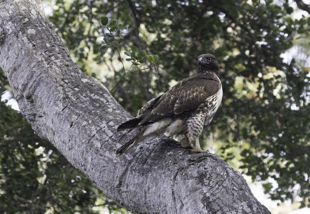 Краснохвостый канюк (calurus/alascensis) - ML646323161