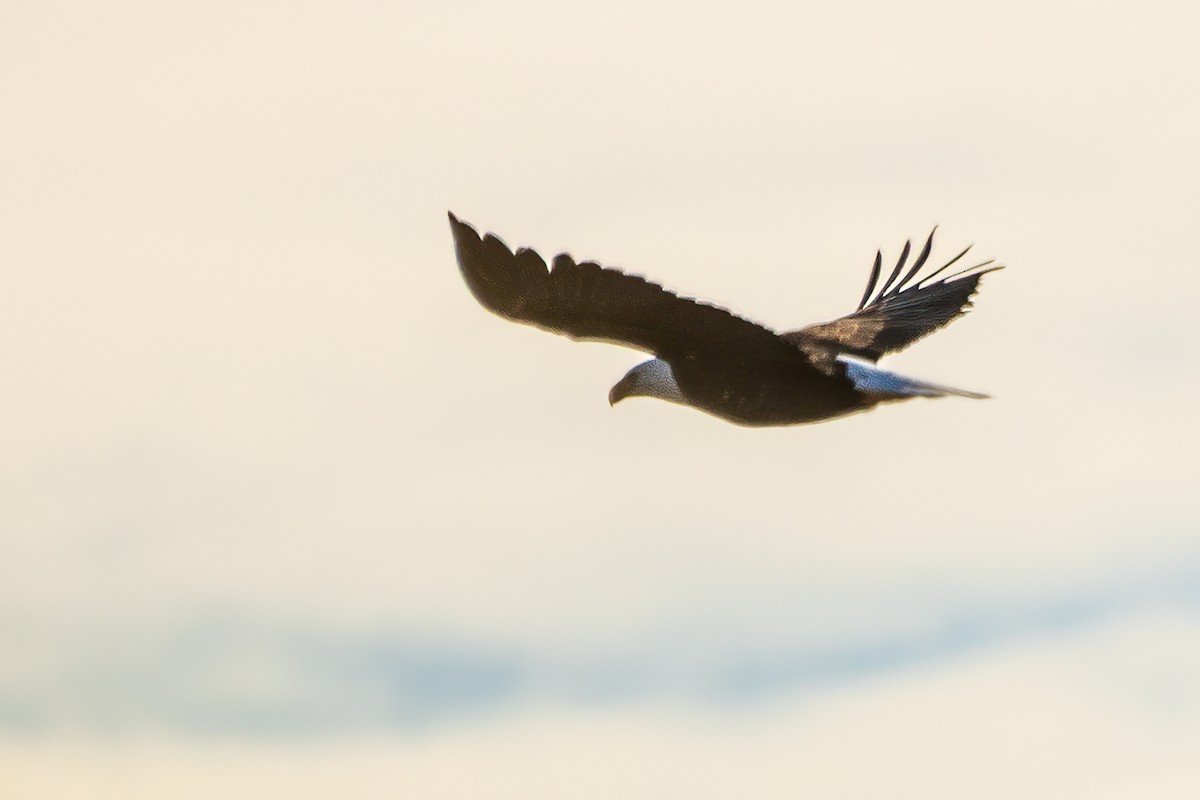 Белоголовый орлан - ML646323162