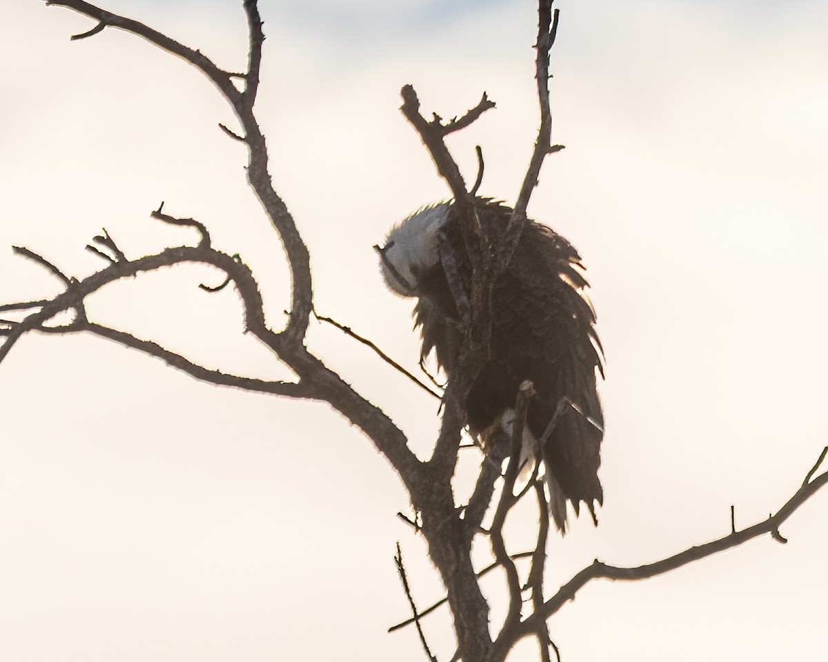 Белоголовый орлан - ML646323163