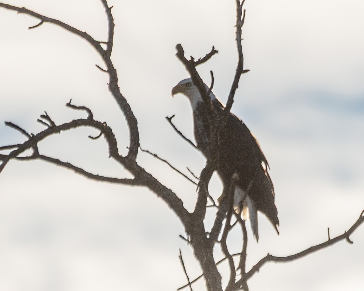 Белоголовый орлан - ML646323164