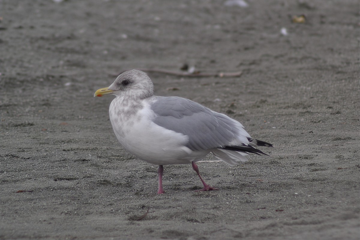 Iceland Gull - ML646323165