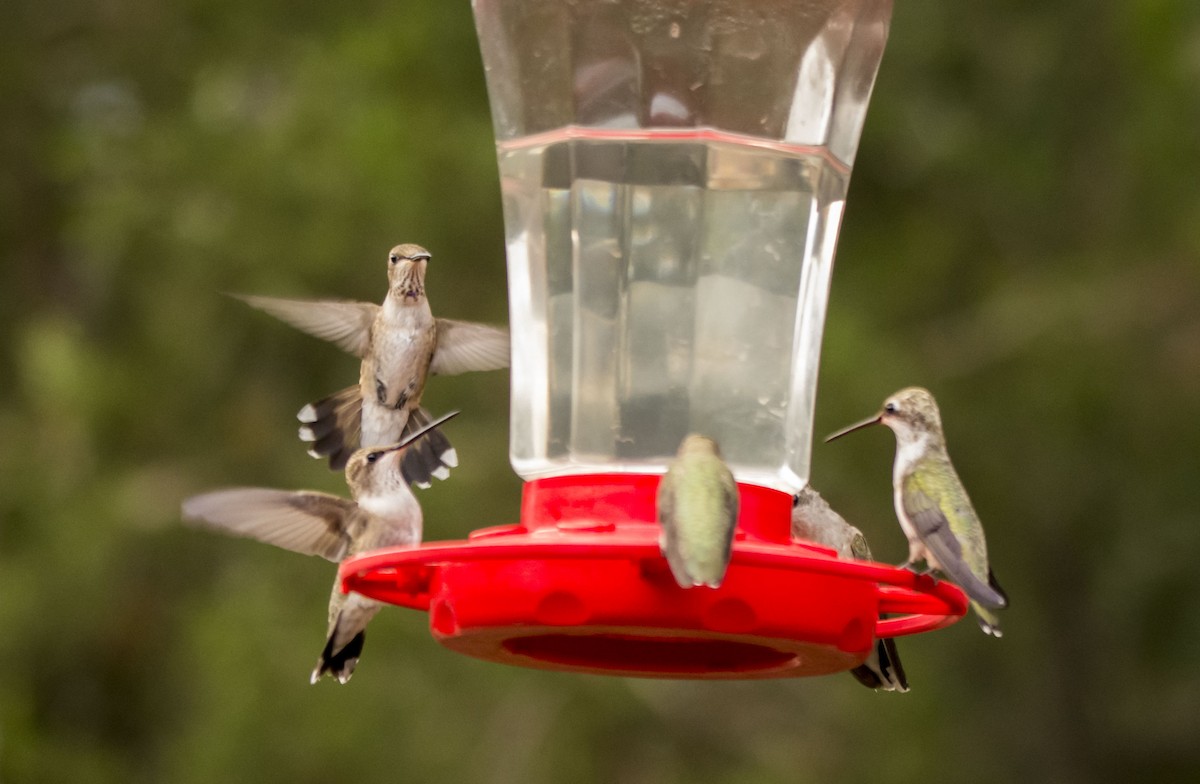 Александров колибри - ML646323166