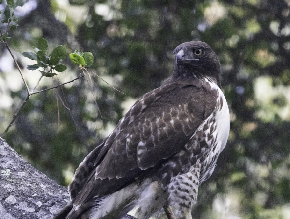 Краснохвостый канюк (calurus/alascensis) - ML646323167