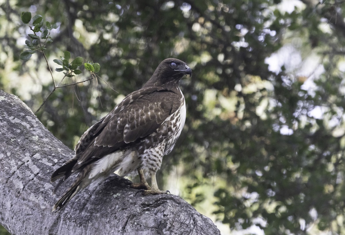 Краснохвостый канюк (calurus/alascensis) - ML646323168