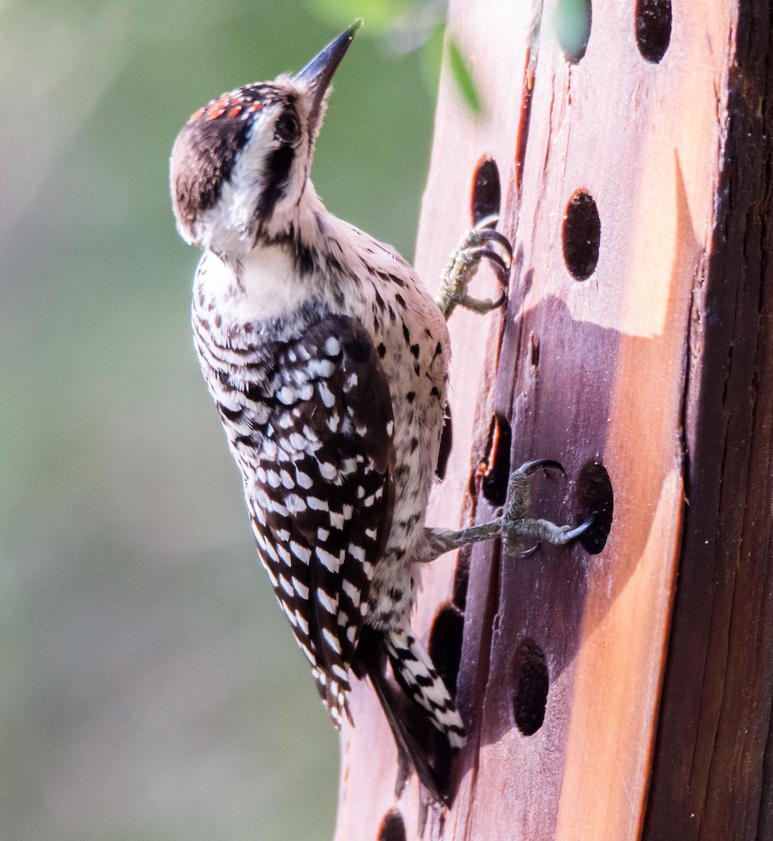 Арлекиновый дятел - ML646323169