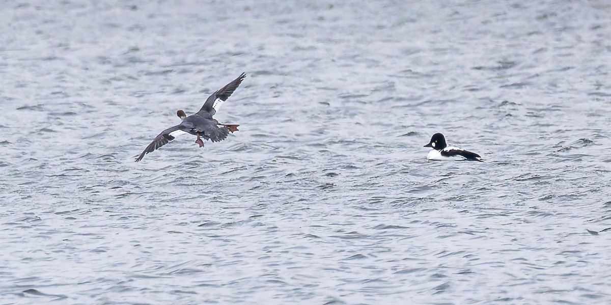 Большой крохаль - ML646323170