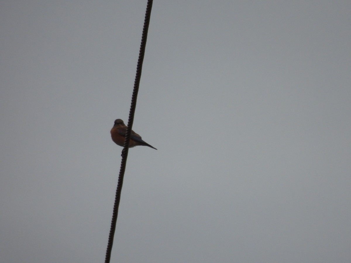 Западная сиалия - ML646323171