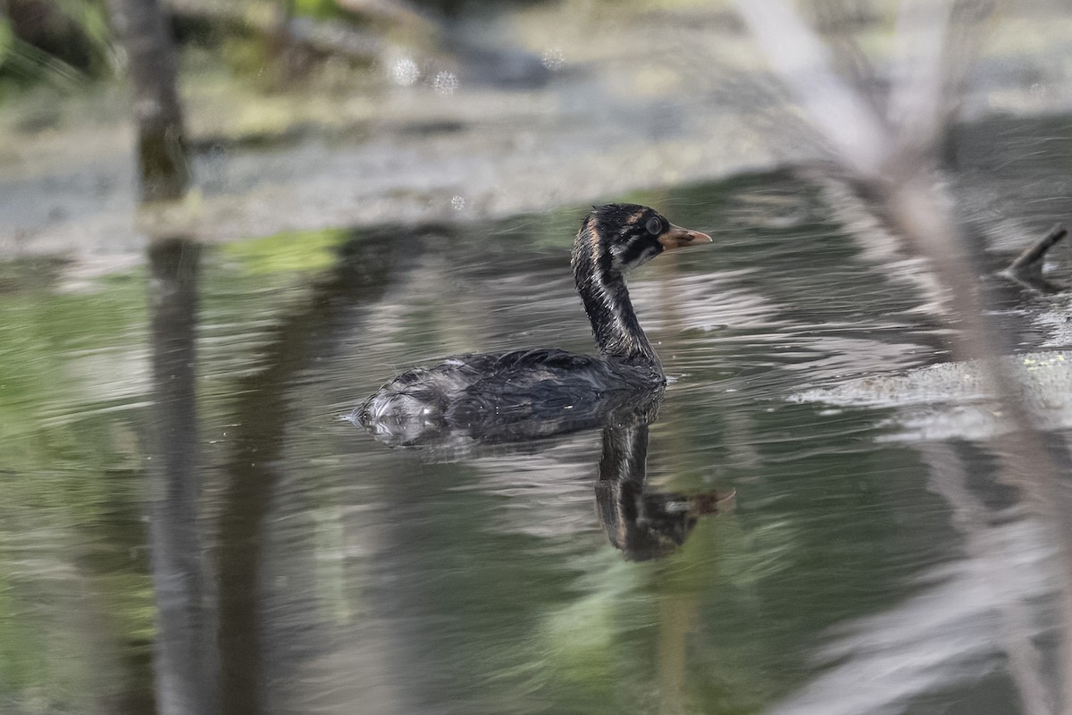 Малая поганка - ML646323172