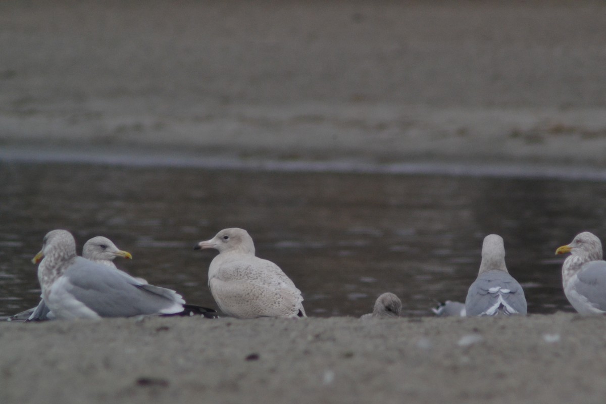 Glaucous Gull - ML646323173