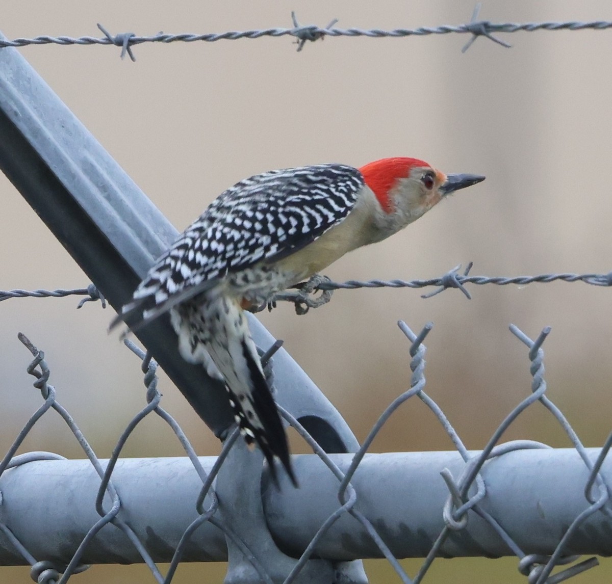 Каролинский дятел - ML646323174