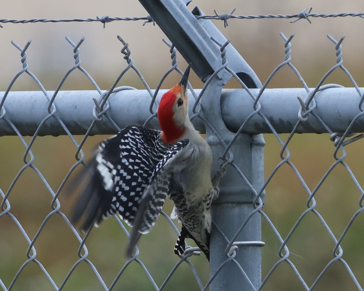 Каролинский дятел - ML646323175