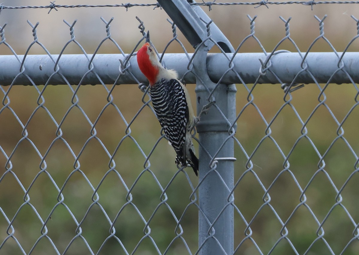 Каролинский дятел - ML646323176