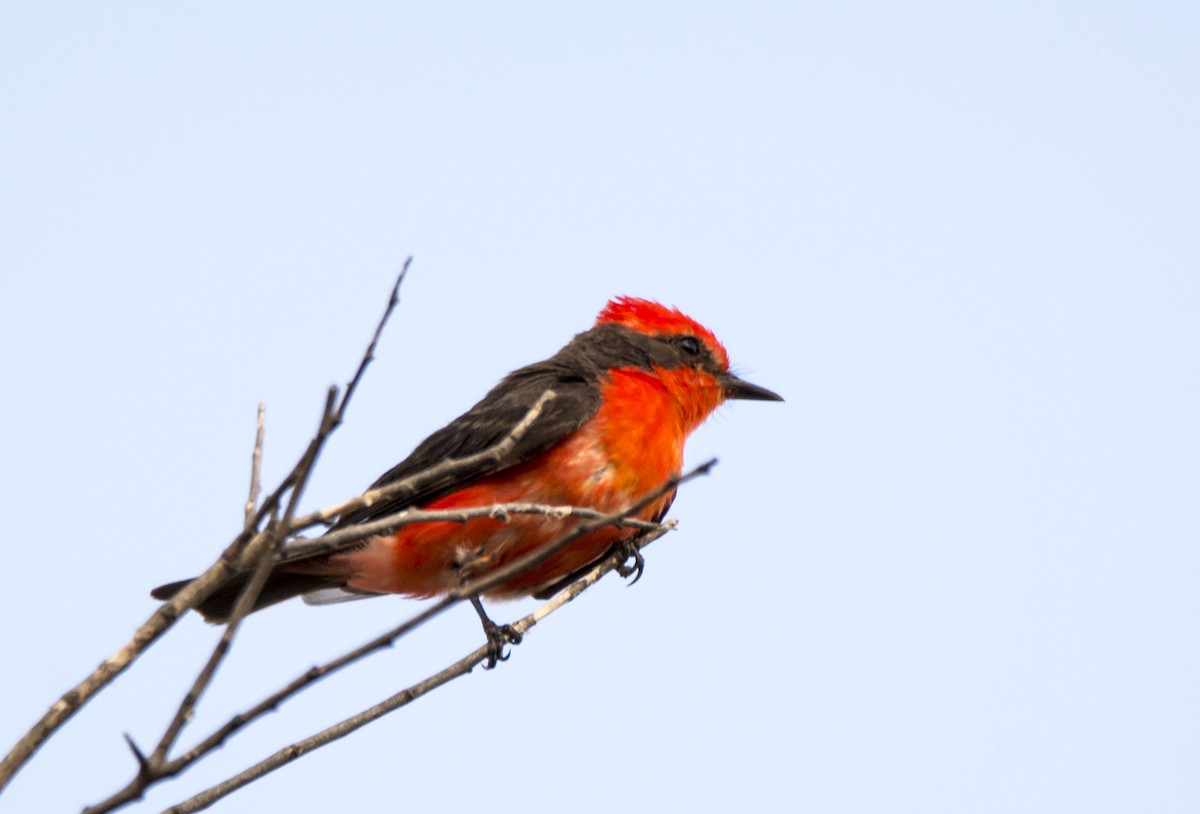 Красный мухолов - ML646323177