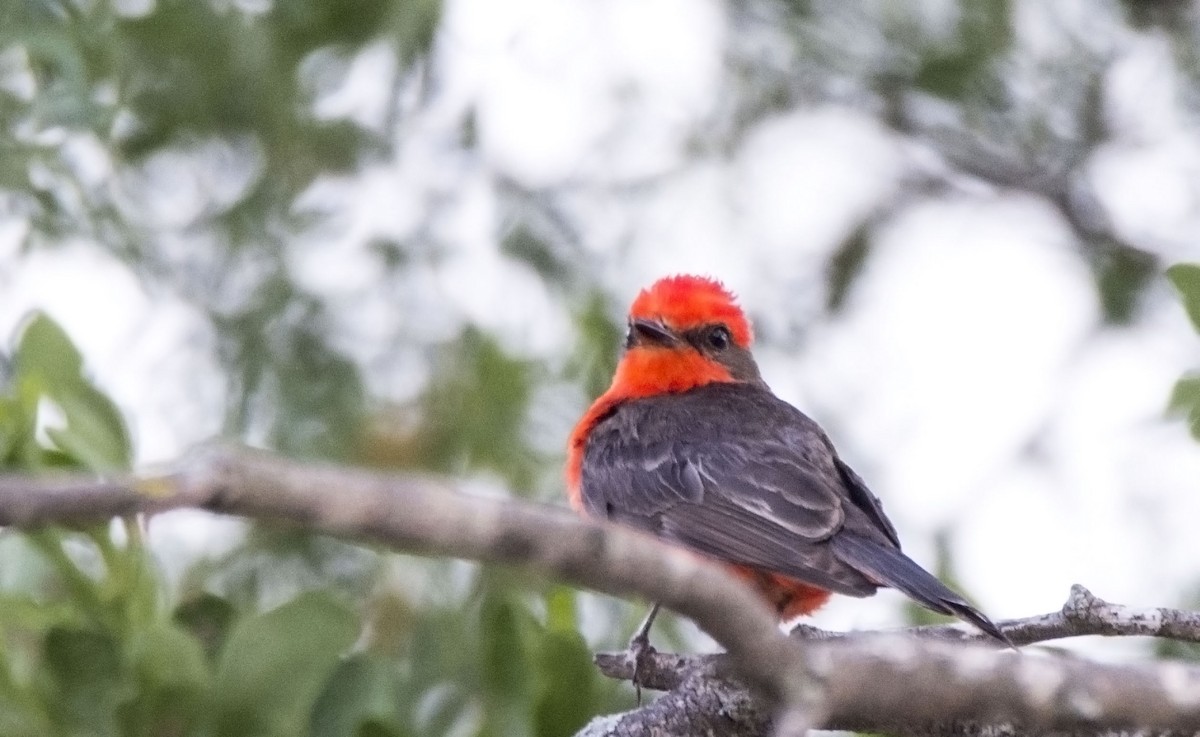 Красный мухолов - ML646323178