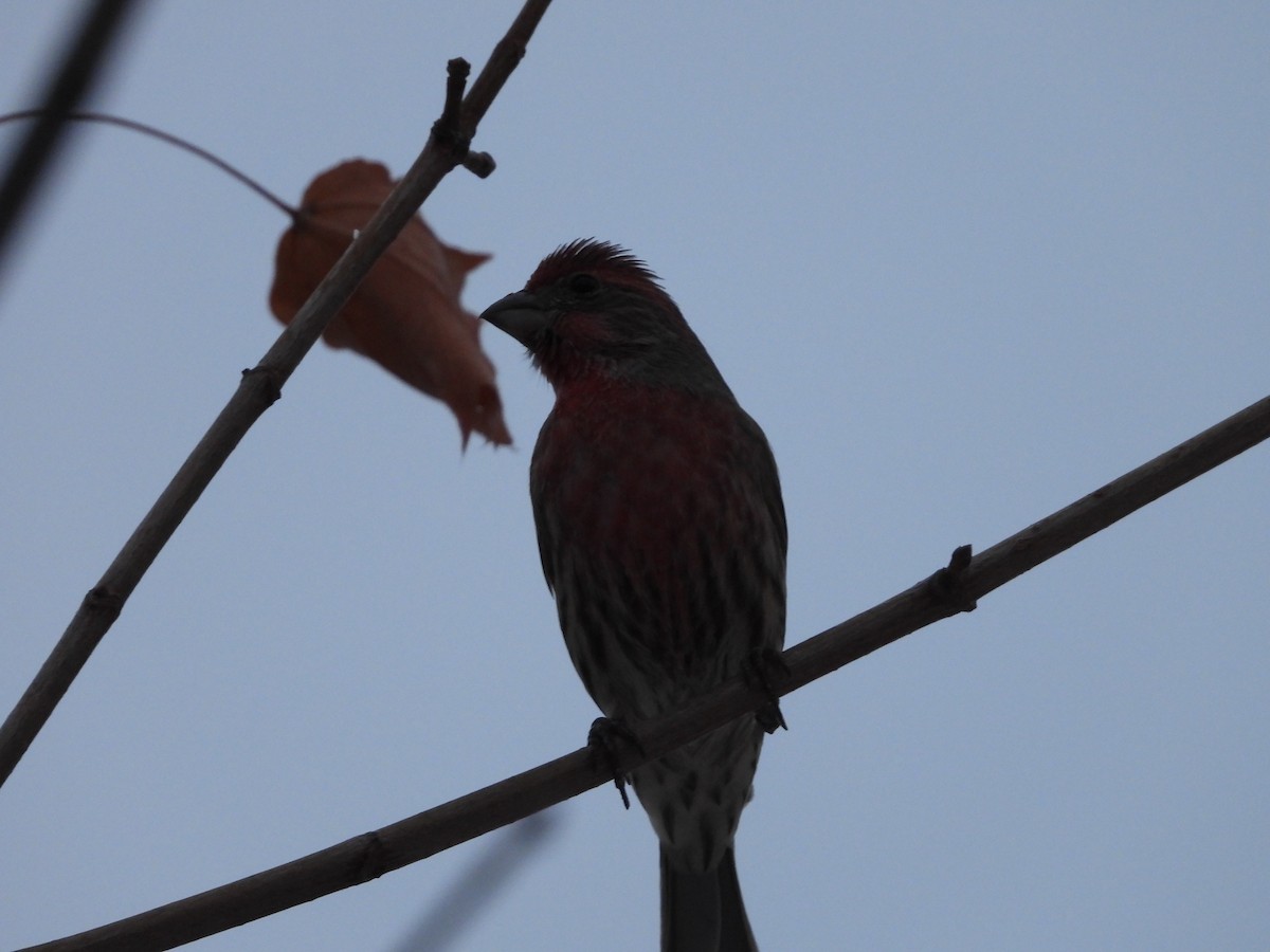 Мексиканская чечевица - ML646323180