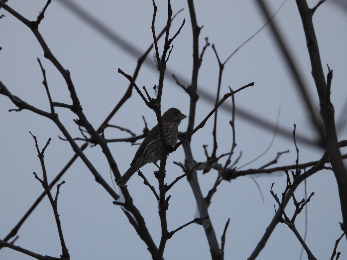 Мексиканская чечевица - ML646323181