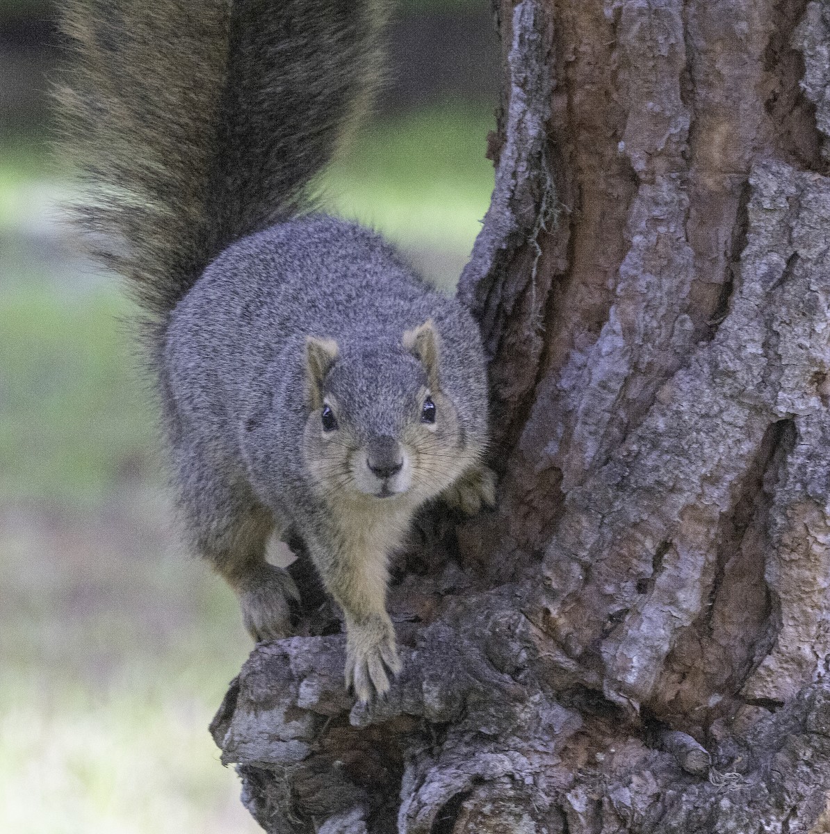 Scoiattolo volpe - ML646323182