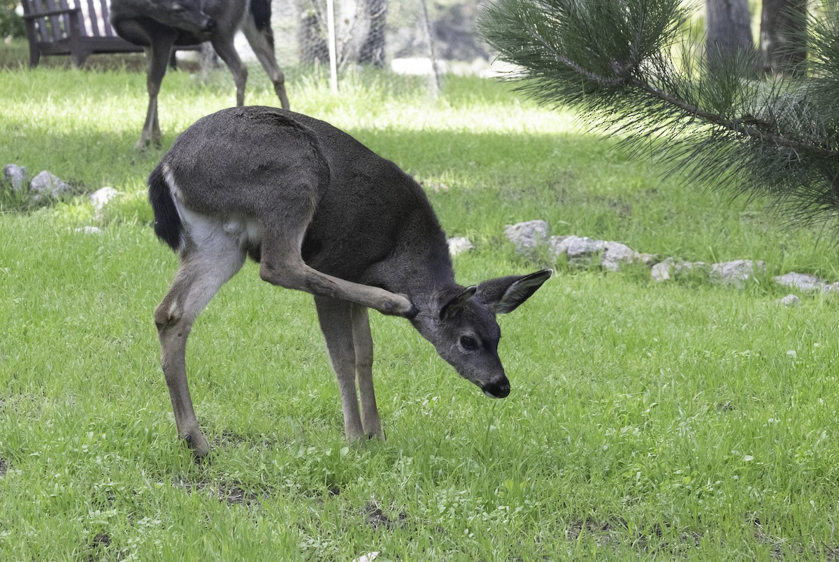 Columbian Black-tailed Deer - ML646323183