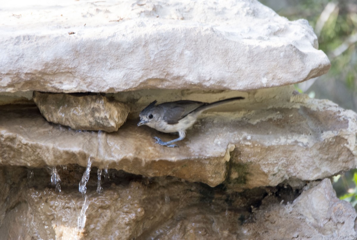 Чернохохлая гренадерка - ML646323184