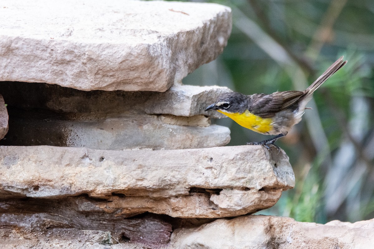 Yellow-breasted Chat - ML646323185