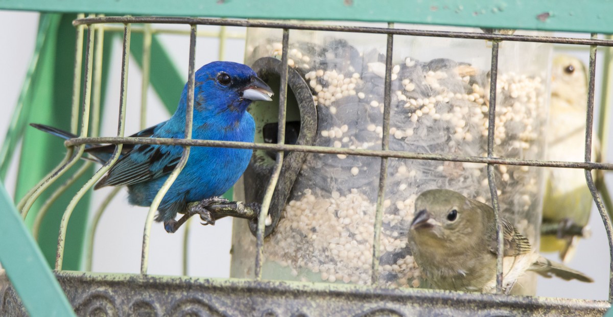 Индиговый колорин - ML646323186