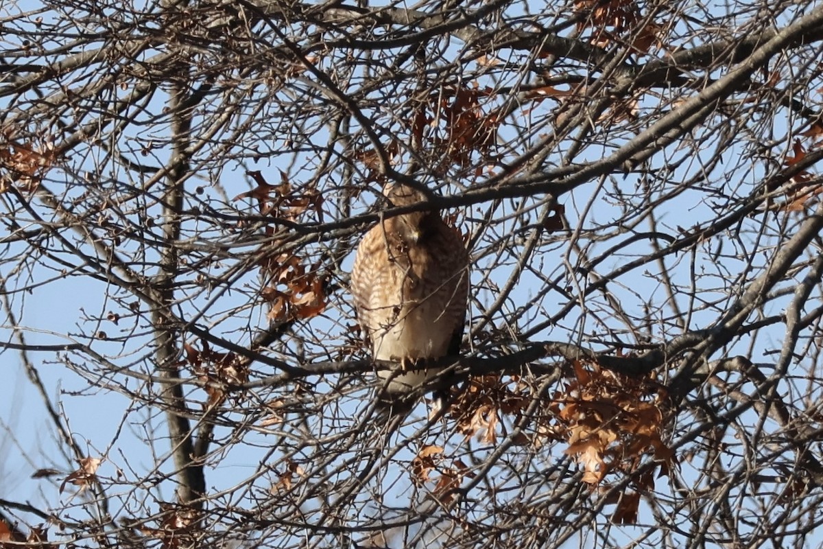 Красноплечий канюк - ML646323187