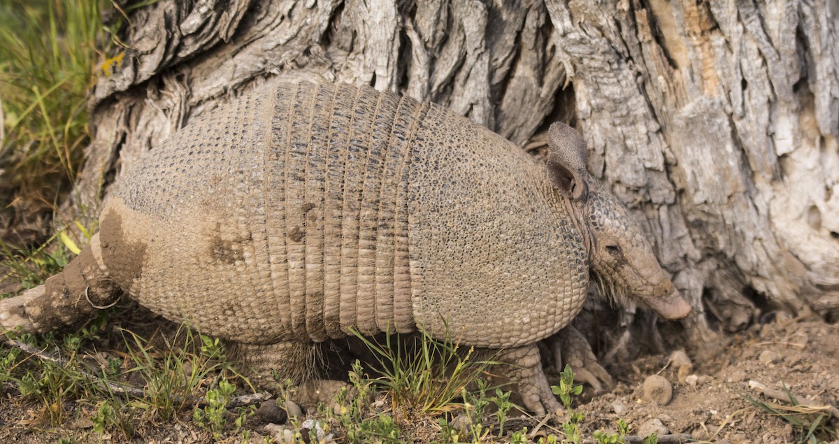 Animals - ML646323189