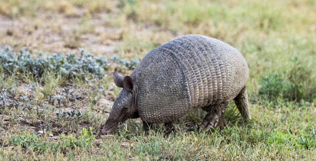 Animals - ML646323190