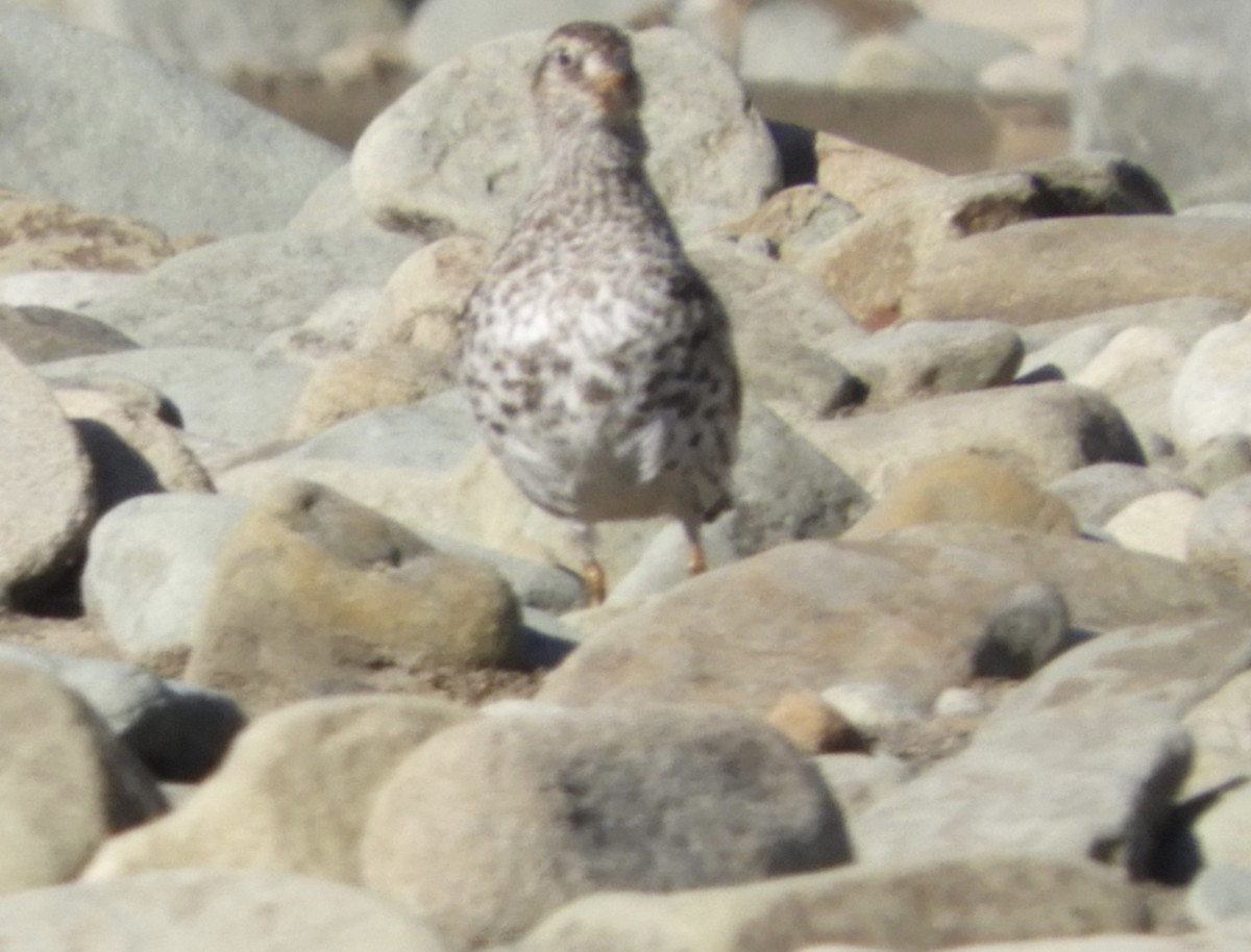 Purple Sandpiper - ML646323194