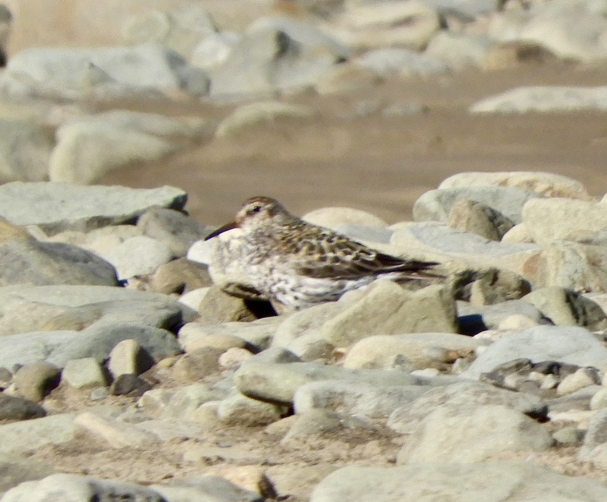 Purple Sandpiper - ML646323195