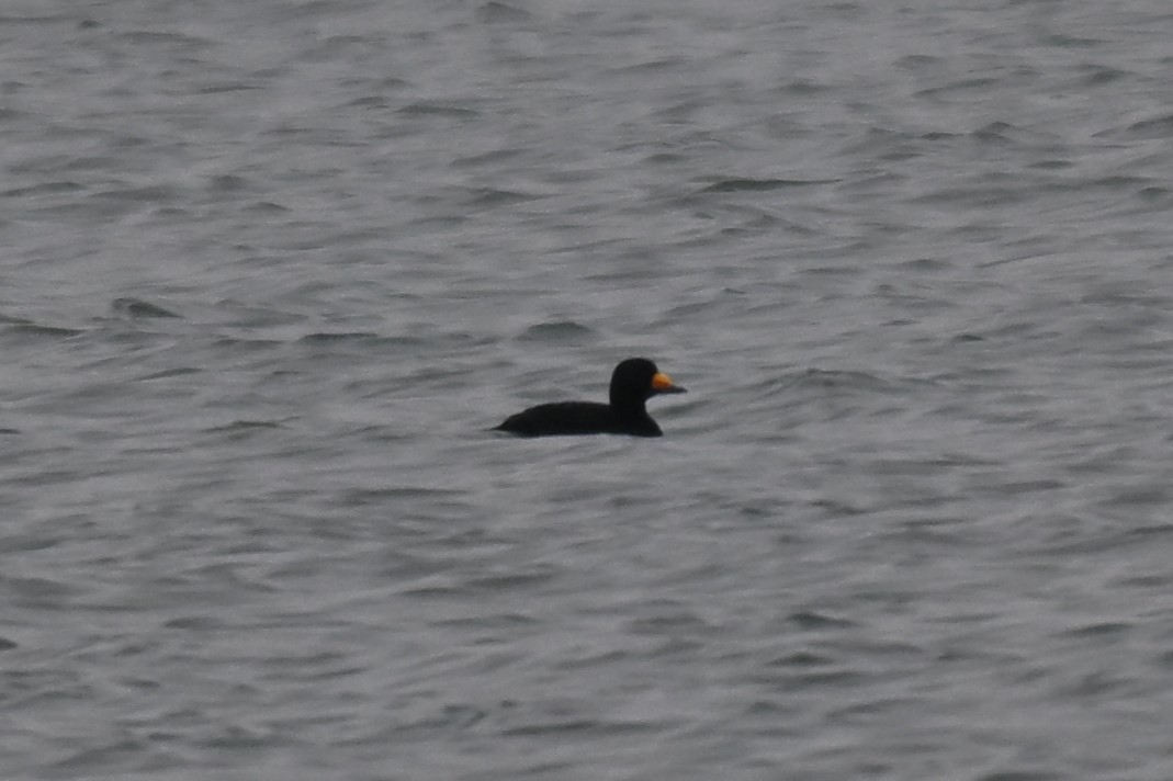 amerikasvartand - ML646323196