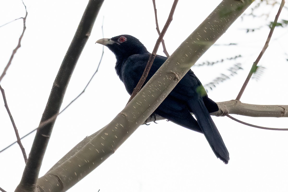 Asian Koel - ML646323197