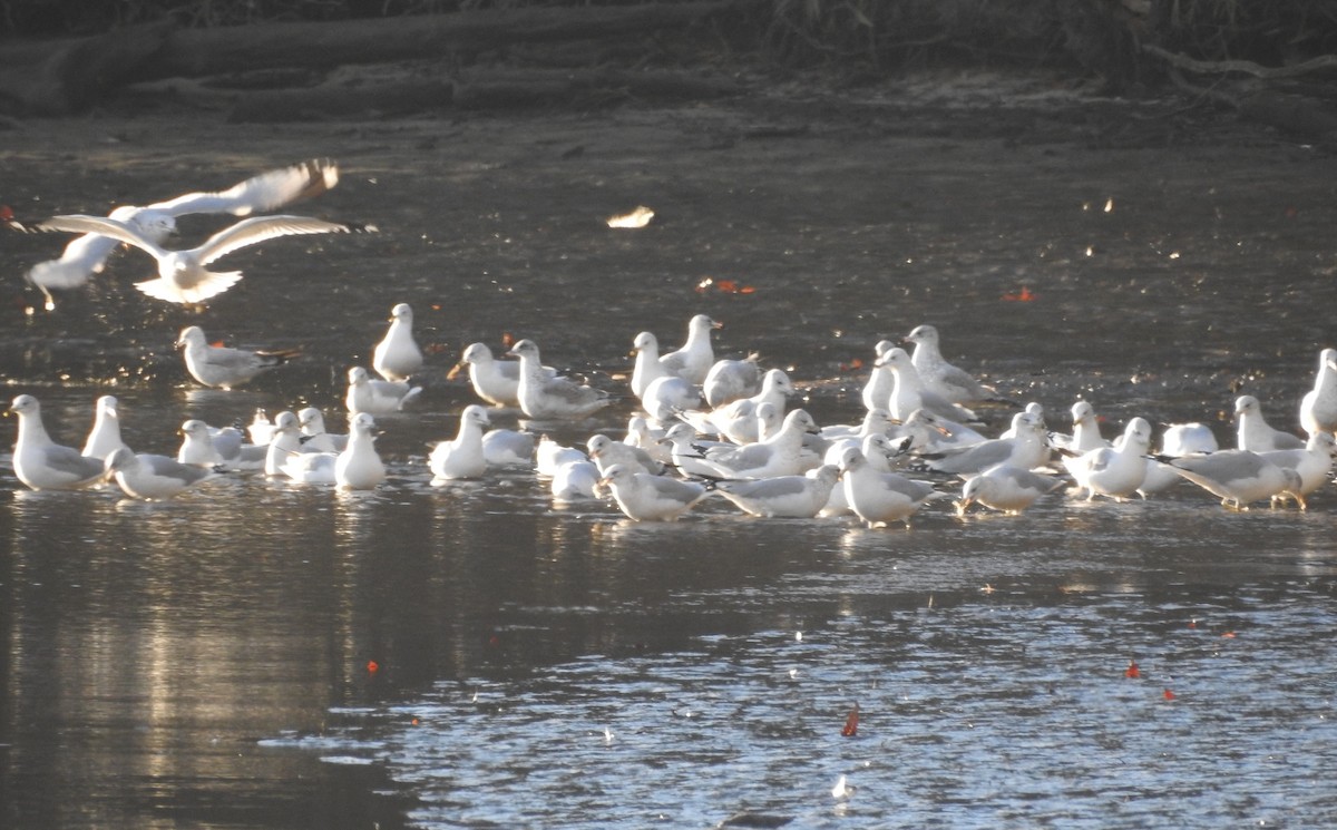 Ring-billed Gull - ML646323199