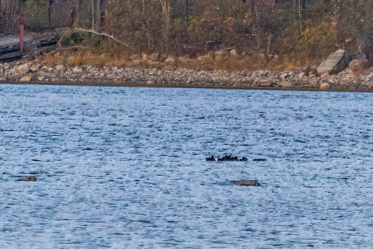 amerikasvartand - ML646323201