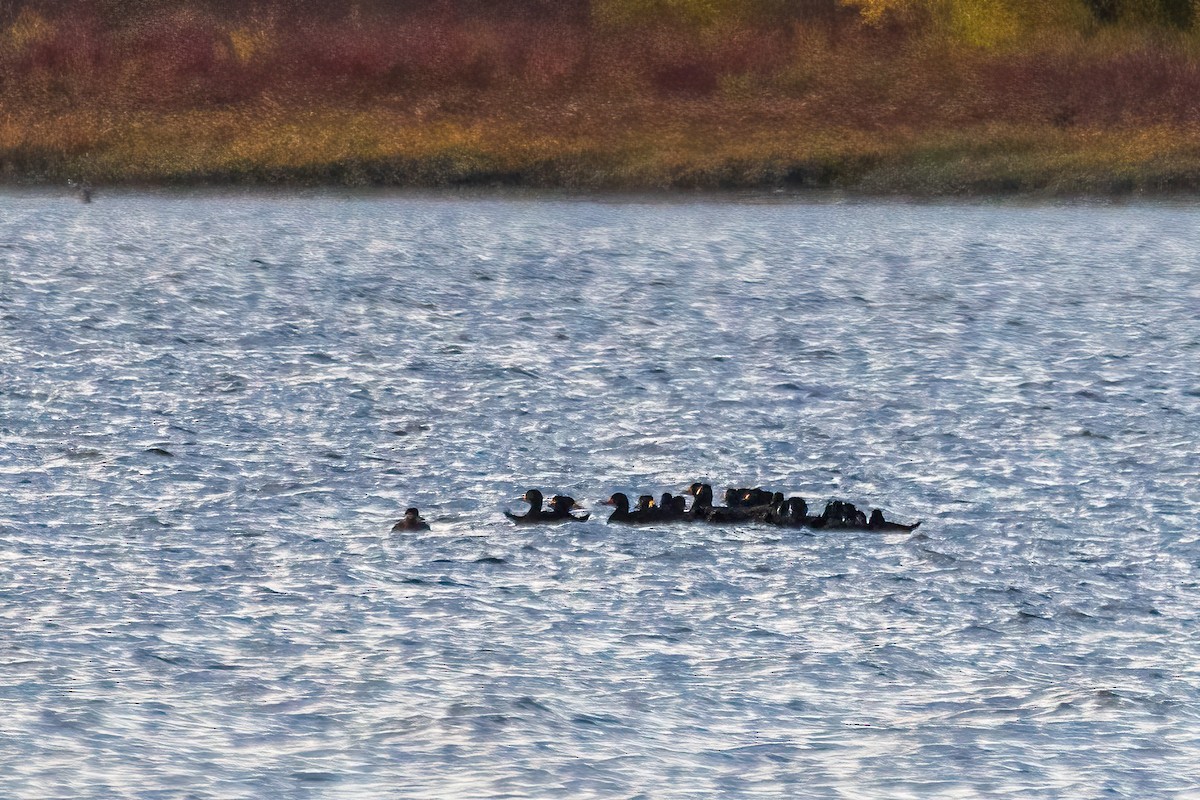 amerikasvartand - ML646323202