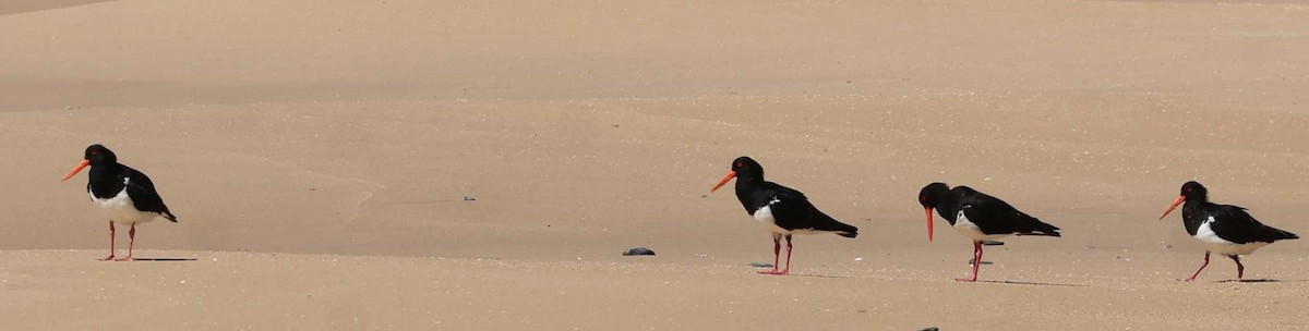 Pied Oystercatcher - ML646323204