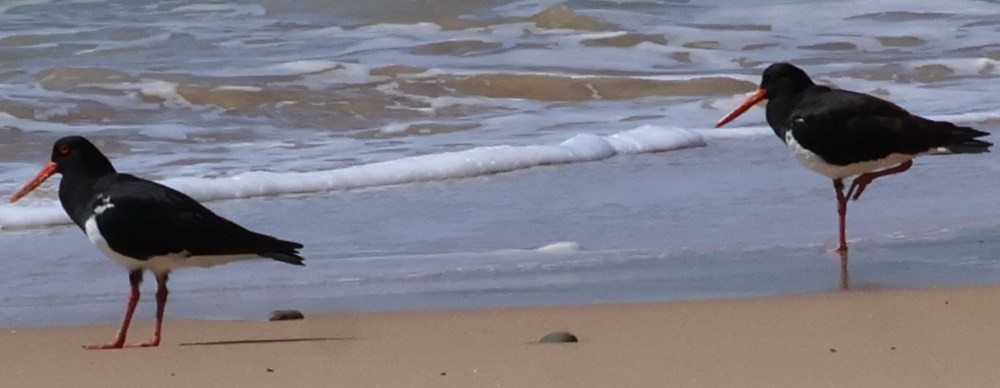 Pied Oystercatcher - ML646323205