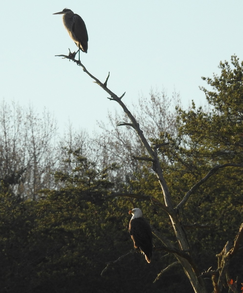 Great Blue Heron - ML646323206