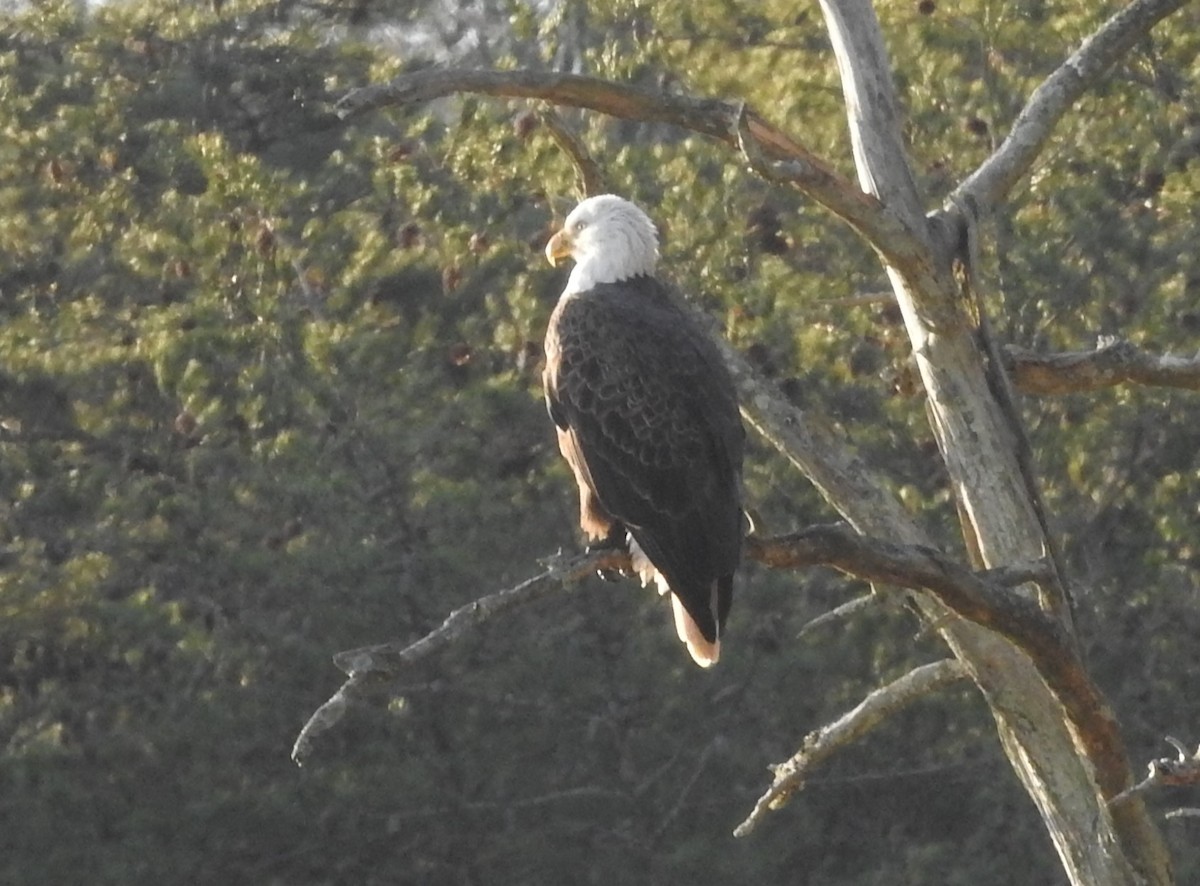 Bald Eagle - ML646323210