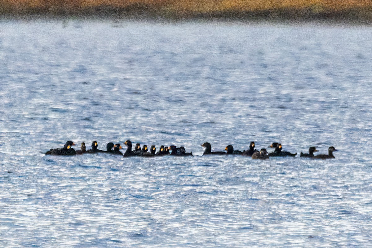 amerikasvartand - ML646323211