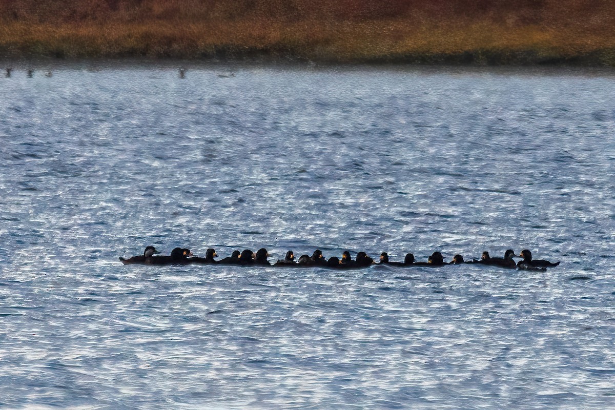 amerikasvartand - ML646323212