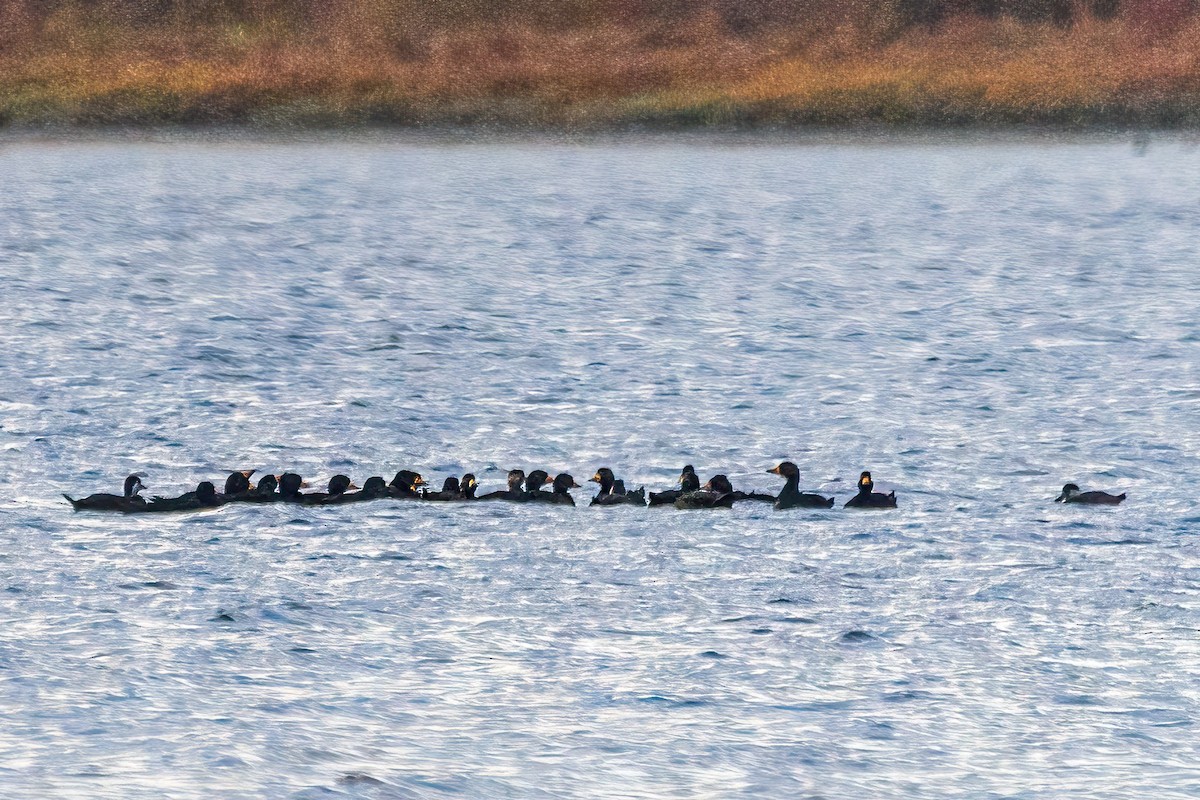 amerikasvartand - ML646323213